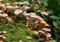 honing paddenstoelen