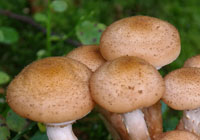 medové houby