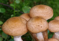 champignons au miel