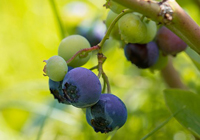 how to quickly pick blueberries