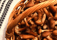 honey mushrooms