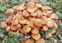 champignons au miel