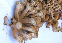 champignons au miel