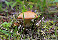 boletus