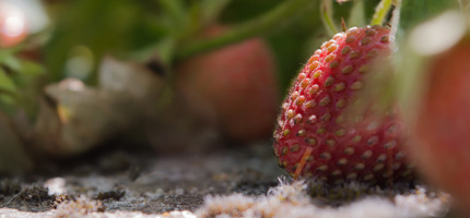 young strawberry