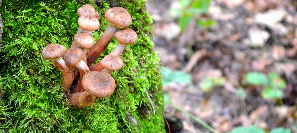 honing paddenstoelen