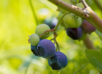 how to pick blueberries