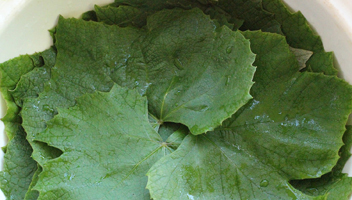 feuilles de vigne salées