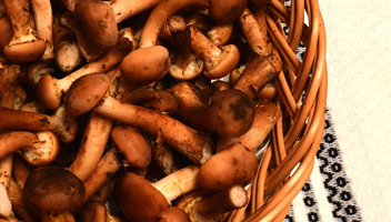 honey mushrooms are boiled down during cooking