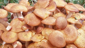 honey mushrooms before frying