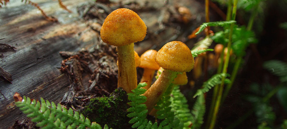 champignons au miel