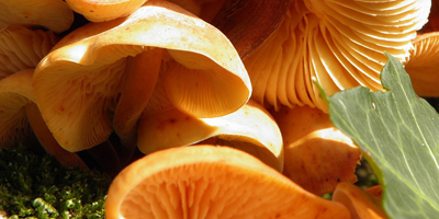 Do honey mushrooms soak