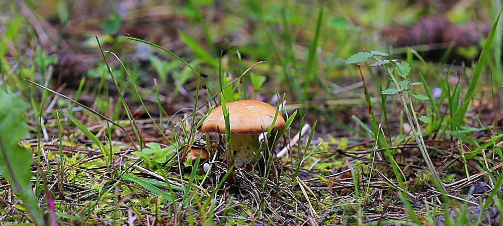 boletus