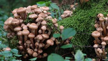 how honey mushrooms smell