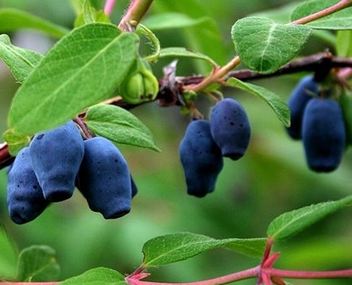 compote de chèvrefeuille