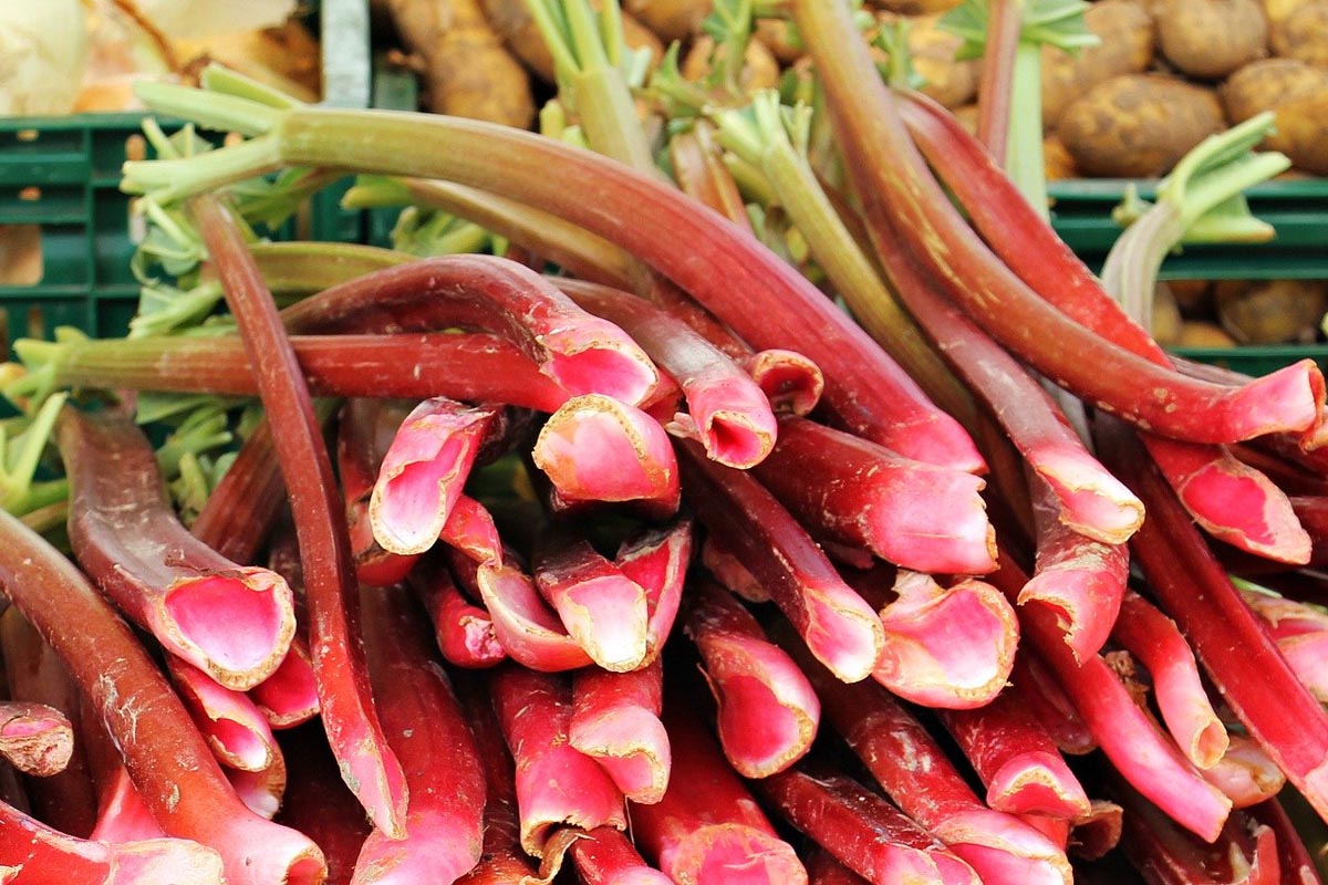 making rhubarb jam