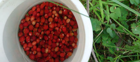 picking strawberries in the forest