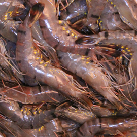 comment faire cuire la décongélation de crevettes