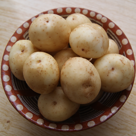 nevařené brambory